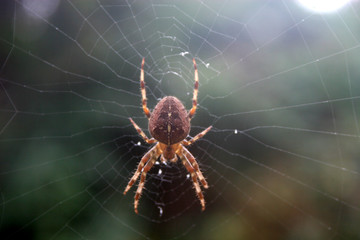 spider on web