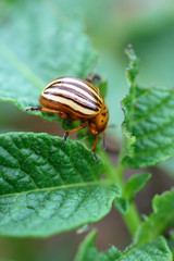 Colorado Bug
