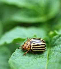 Colorado Bug