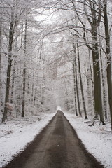 Winterlicher Waldweg