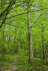 Narrow path crossing deciduous stand