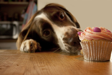 dog wanting birthday cake