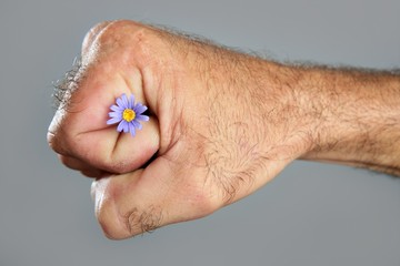 Fototapeta premium Concept and contrast of hairy man hand and flower