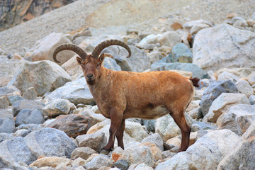Mountain goat