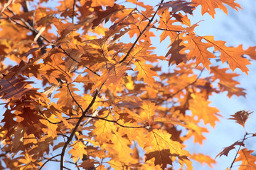 Leaves on trees in autumn.