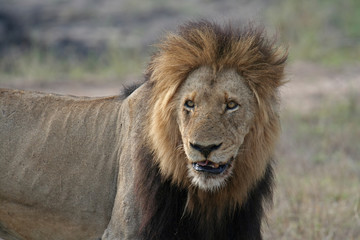 Fototapeta premium Löwenmännchen, Südafrika
