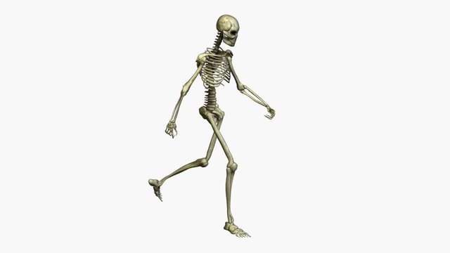 Anatomie - Skelett - gehen