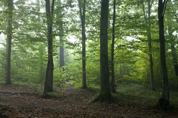 Zelfklevend Fotobehang Oak and hornbeam trees against light of morning © Aleksander Bolbot
