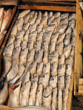 Herring