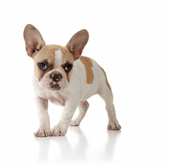 Innocent Puppy Dog Looking Lonely on White Background