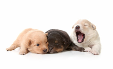 Yawning Cuddly Newborn Puppies