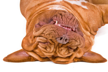 Sleeping Upside-down
