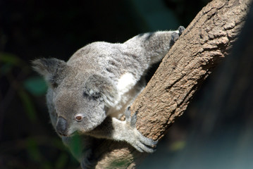 An alert koala hangs on to a branch