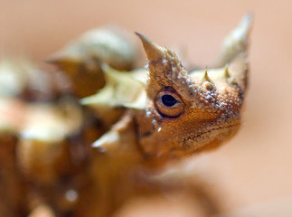 Shallow focus portrait of an Australian Thorny Devil