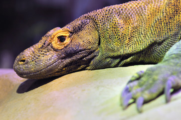 Closeup of a Komodo Dragon resting on a rock