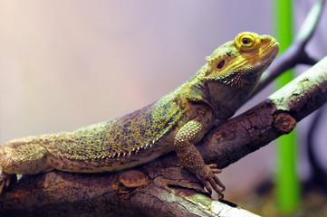 Iguana resting on a tree branch
