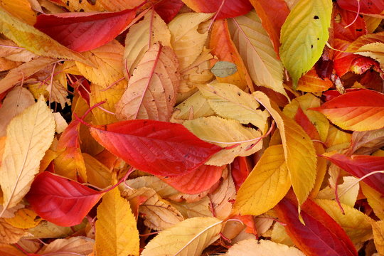 Herbstblätter bunt