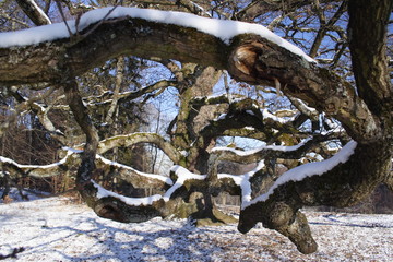 Alte Eiche mit Schnee