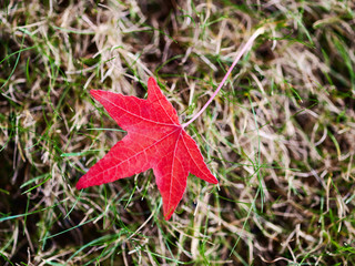 Red autumn leaf