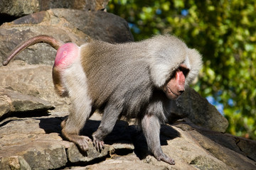 Babbuino babuino scimmia monkey