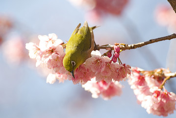 メジロと大寒桜