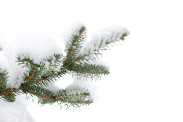 Pine tree with snow