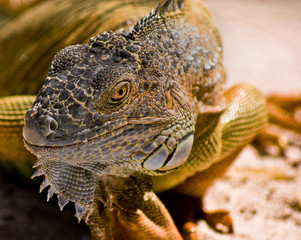 iguana