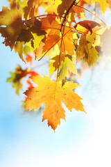 Beautiful autumnal leaves