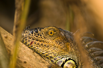 iguana