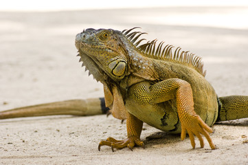 Obraz premium iguana