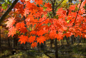 Autumn branch of maple 3