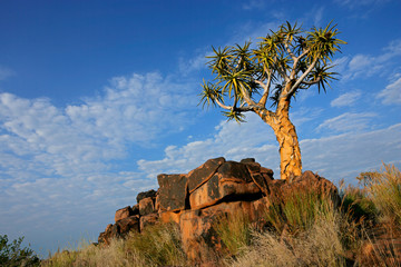Quiver tree (Aloe dichotoma) landscape, Namibia