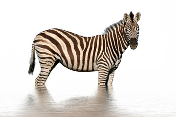 Fototapeta na wymiar Isolated zebra with water reflection