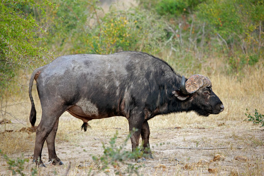African or Cape buffalo, Kruger N/P, South Africa