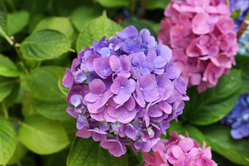 Hydrangea flowers