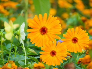 Flowers  camomiles