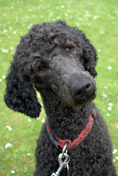 Black Poodle listening to commands turning head.  Green grass background