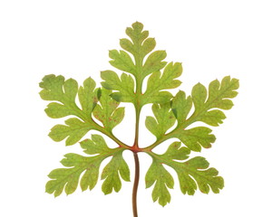 Geranium robertianum
