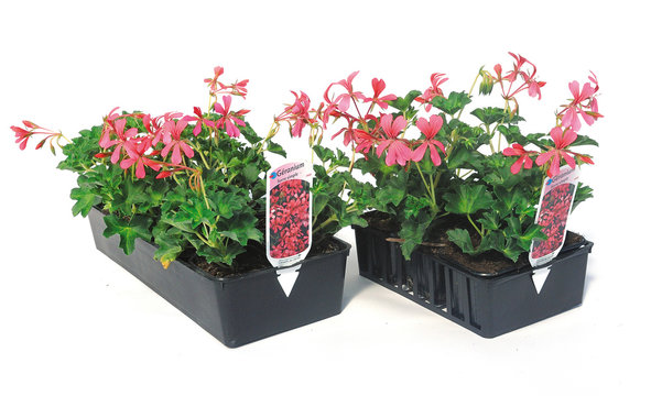 barquette de g&eacute;ranium