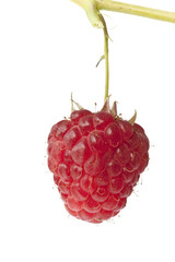 himbeere_freigestellt_01 © Alex Müller