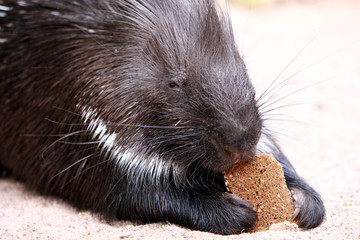 Brot fressendes Stachelschwein