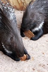 Brot fressendes Stachelschwein