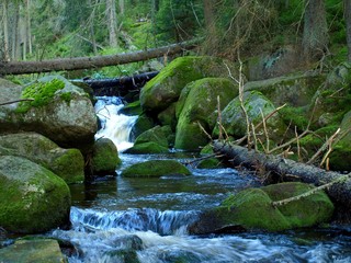 Wildbach