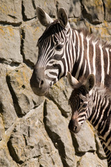 Fototapeta na wymiar Young zebra with mother