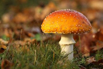 Toadstool in the grass