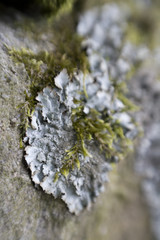 Lichen on rocks Macro