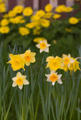 Yellow Daffodil in spring