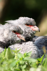 Tschaja (Halsband-Wehrvogel)
