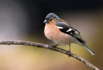Fototapeta premium Chaffinch