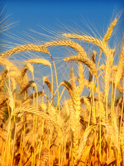 golden wheat